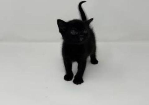 Short-Haired Black Kitten